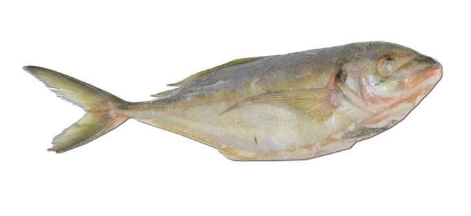 INDISCHE STACHELMAKRELE (TREVALLY) ROH GANZ .