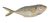 INDISCHE STACHELMAKRELE (TREVALLY) ROH GANZ .