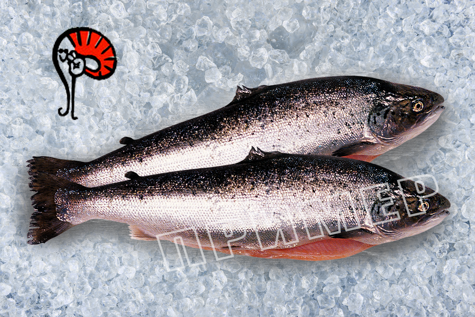 Lachs - 