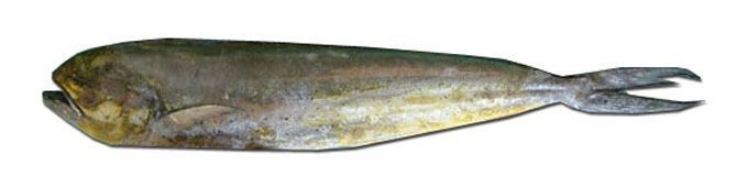 Корифенa(MAHI MAHI) потрошенная