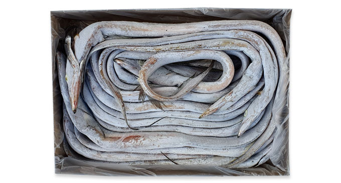 Gürtel Fisch