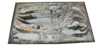 TINTENFISCH NEUSEELAND ROH GANZ